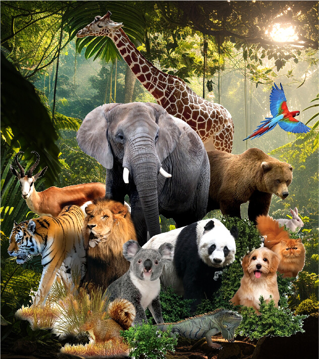 Animals Kingdom